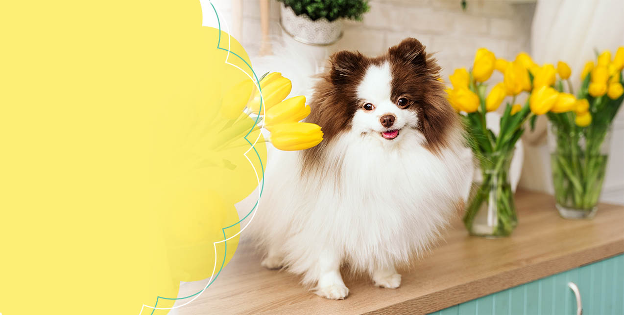 Cute dog with Spring flowers